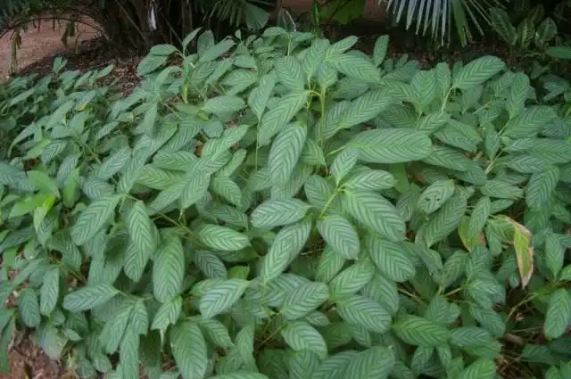 Ктенанте приятный (Ctenanthe amabilis)