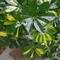 Листья комнатного растения обработанные блеском для листьев