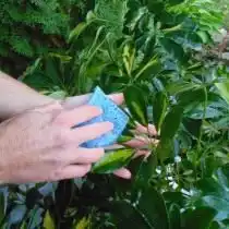 Очистка листьев от пыли и загрязнений