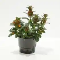 Нематантус гибридный (Nematanthus hybrid)