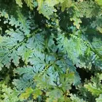 Селагинелла Вильденова (Selaginella willdenowii)