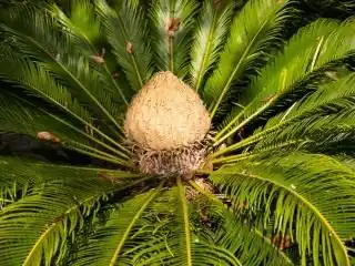 Саговник, или Цикас (Cycas)