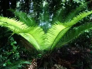 Саговник средний, или Цикас средний (Cycas media)