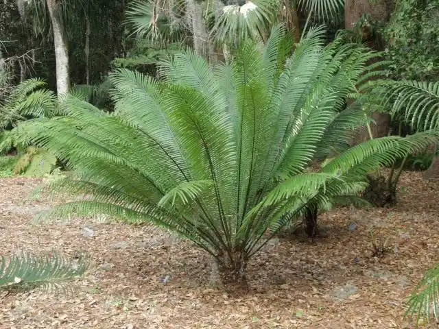 Саговник Румфа, или Цикас Румфа (Cycas rumphii)