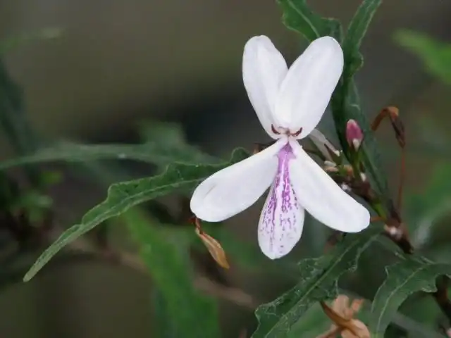 Псевдоэрантемум длинноцветковый (Pseuderanthemum longifolium)