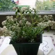 Пилея мелколистная пестролистная