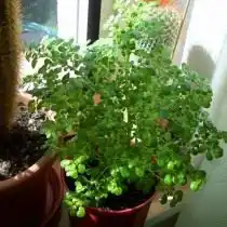 Пилея прижатая