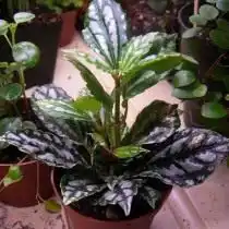 Пилея Кадье