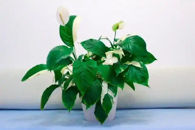 Спатифиллум, или Спатифиллюм «Пикассо» (Spathiphyllum 'Picasso')