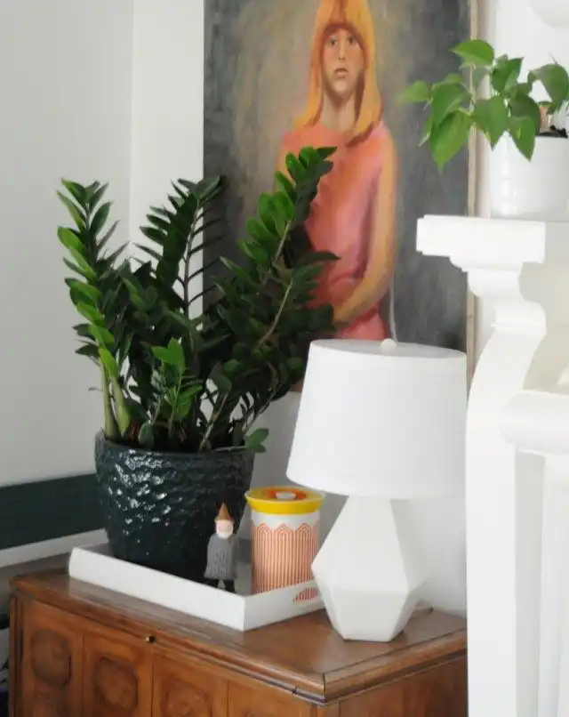 Замиокулькас (Zamioculcas)