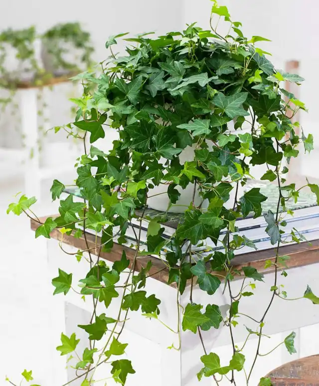 Плющ (Hedera)
