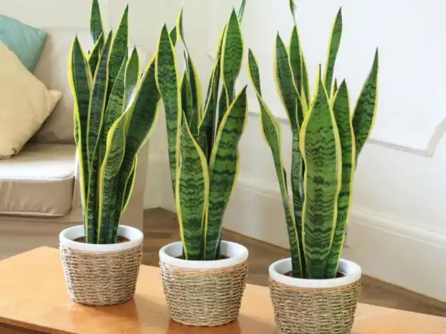 Сансевиерия (Sansevieria)