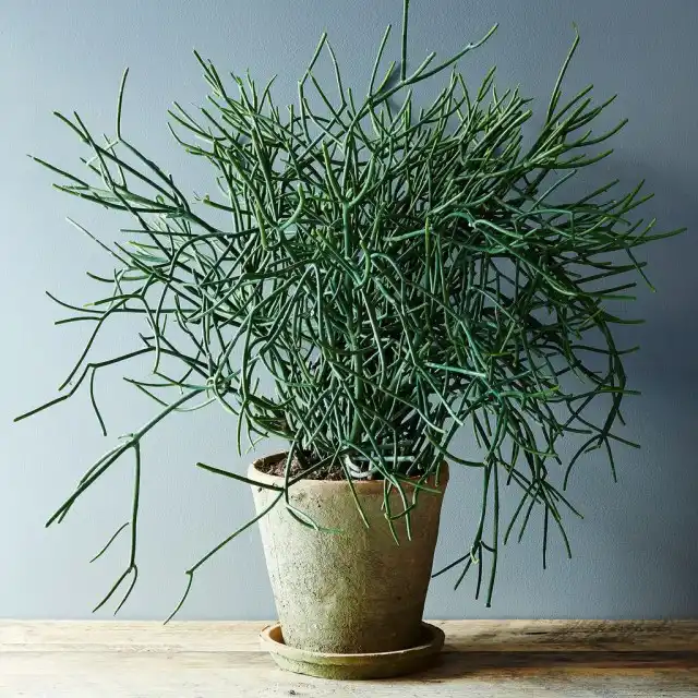 Молочай тирукалли (Euphorbia tirucalli)