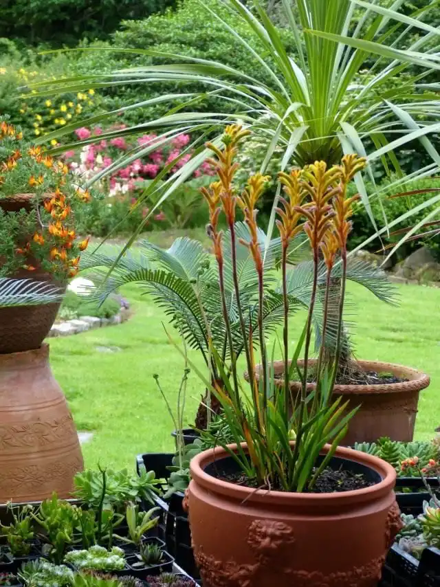 Анигозантос желтоватый (anigozanthos flavidus)