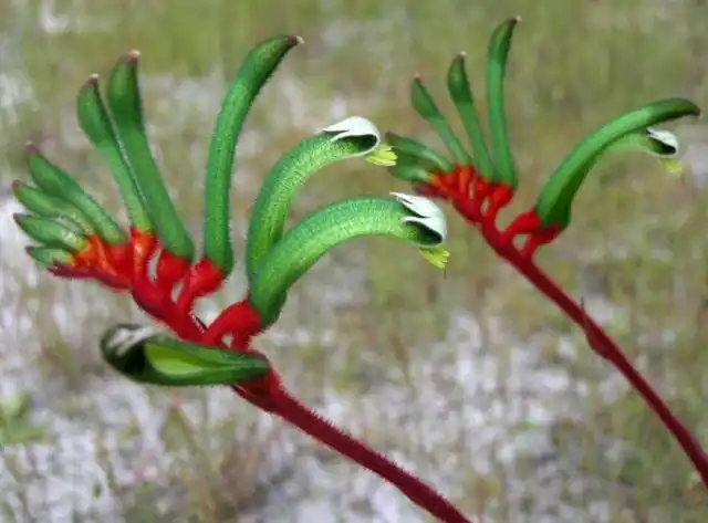 Анигозантус Манглеза (Anigozanthos Manglesii)