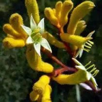 Анигозантос хорошенький (anigozanthos pulcherrimus)