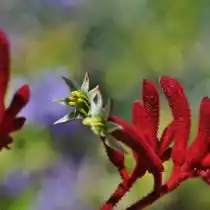 Анигозантос рыжий (anigozanthos rufus)