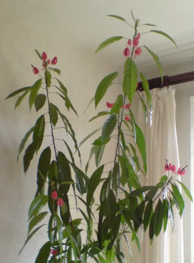 Павония Гладхилла (Pavonia gledhillii)