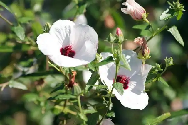 Павония копьевидная (Pavonia hastata)