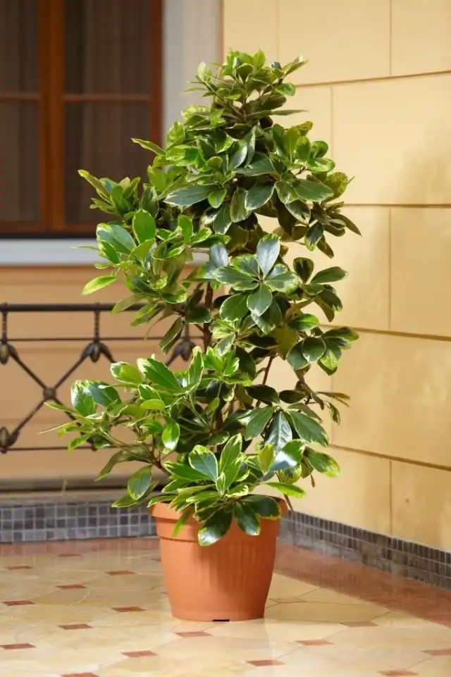 Карака, коринокарпус гладкий, новозеландский лавр (Corynocarpus laevigatus)