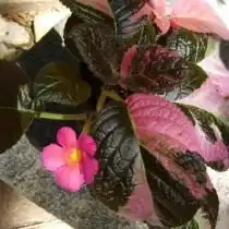 Эписция сорт 'Ember Lace'