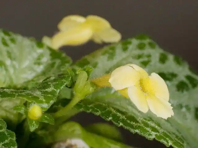 Эписция сорт 'Jim's Hall's Choice'