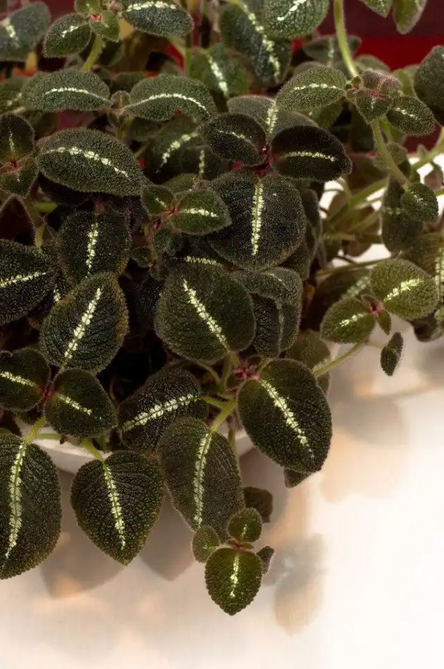 Эписция сорт 'La Soledad Bronze'