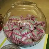 Эписция сорт 'Pink Brocade'