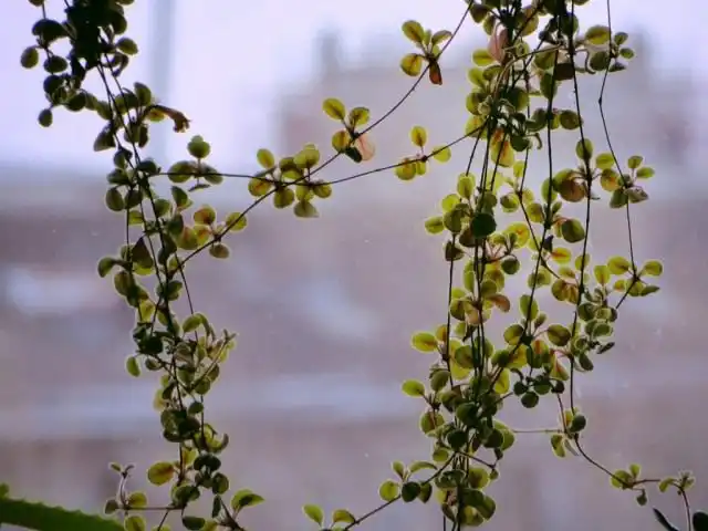 Эписция гвоздикоцветная