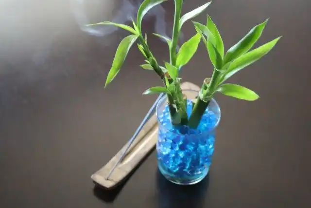 Драцена Сандера (Dracaena sanderiana)