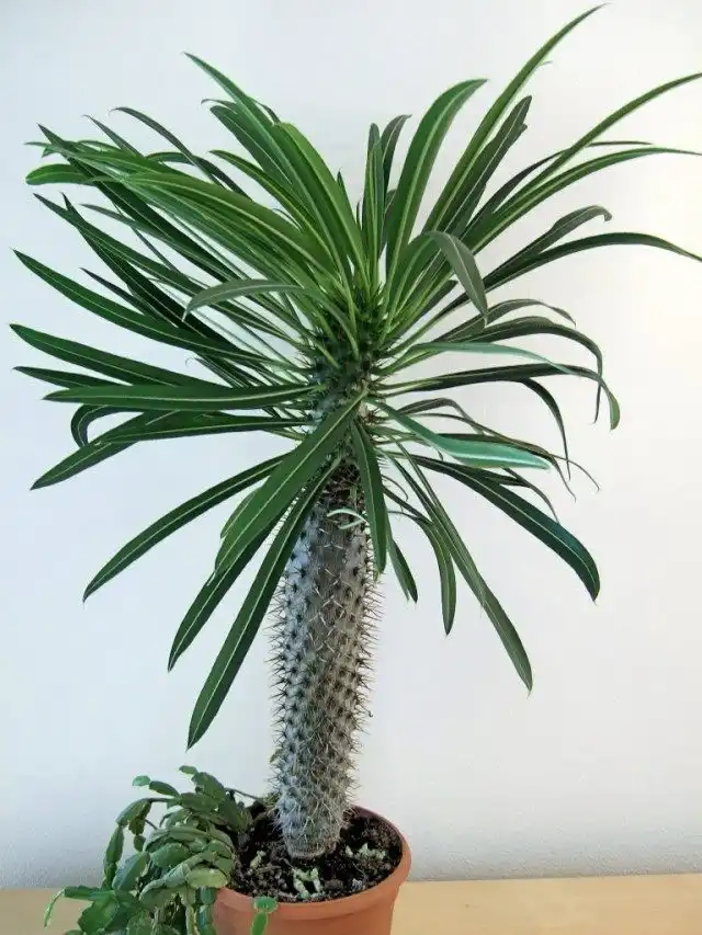 Пахиподиум Ламера (pachypodium lamerei)