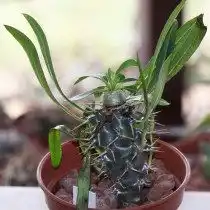 Пахиподиум короткостебельный (pachypodium brevicaule)