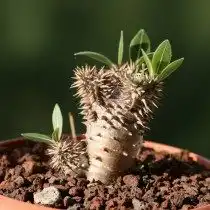 Пахиподиум густоцветковый (pachypodium densiflorum)