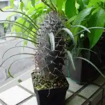 Пахиподиум Жайи (pachypodium geayi)