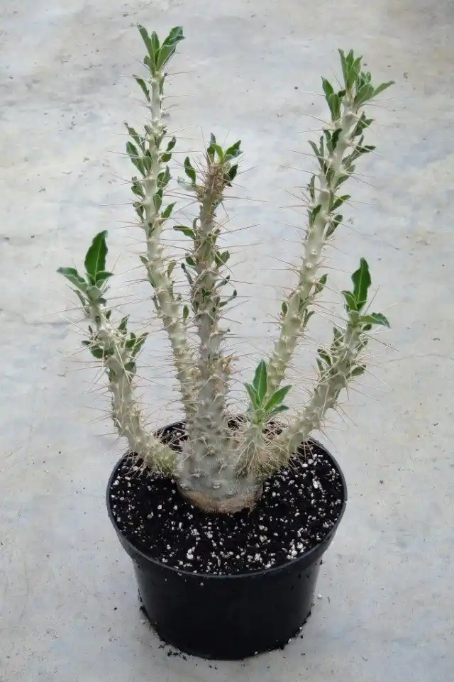 Пахиподиум Сандерса, или звезда Лунди (pachypodium saundersii)