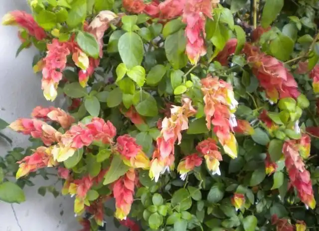 Юстиция Брандеге (Justicia brandegeeana)