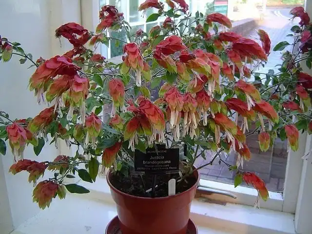 Юстиция Брандеге, Якобиния Брандеге (Justicia brandegeeana)