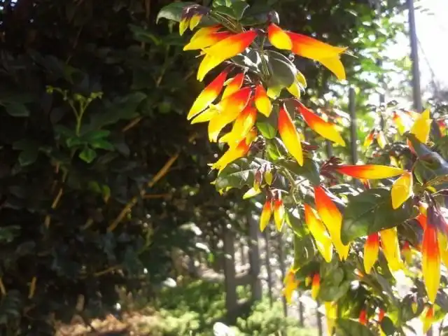 Юстиция флорибунда (Justicia floribunda)