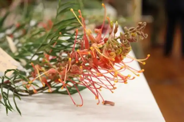 Цветки Гревиллеи