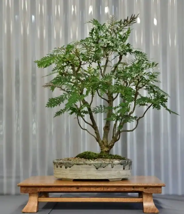 Гревиллея крупная (Grevillea robusta)