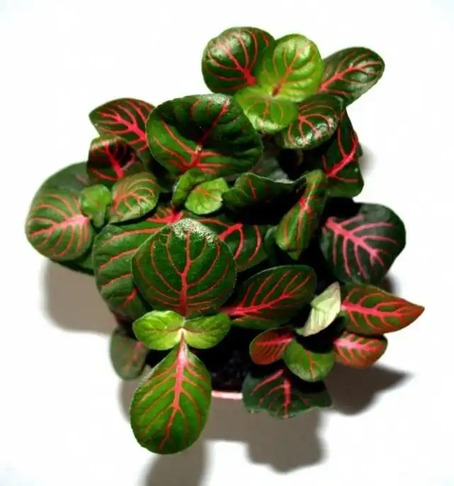 Фиттония разновидность Персей