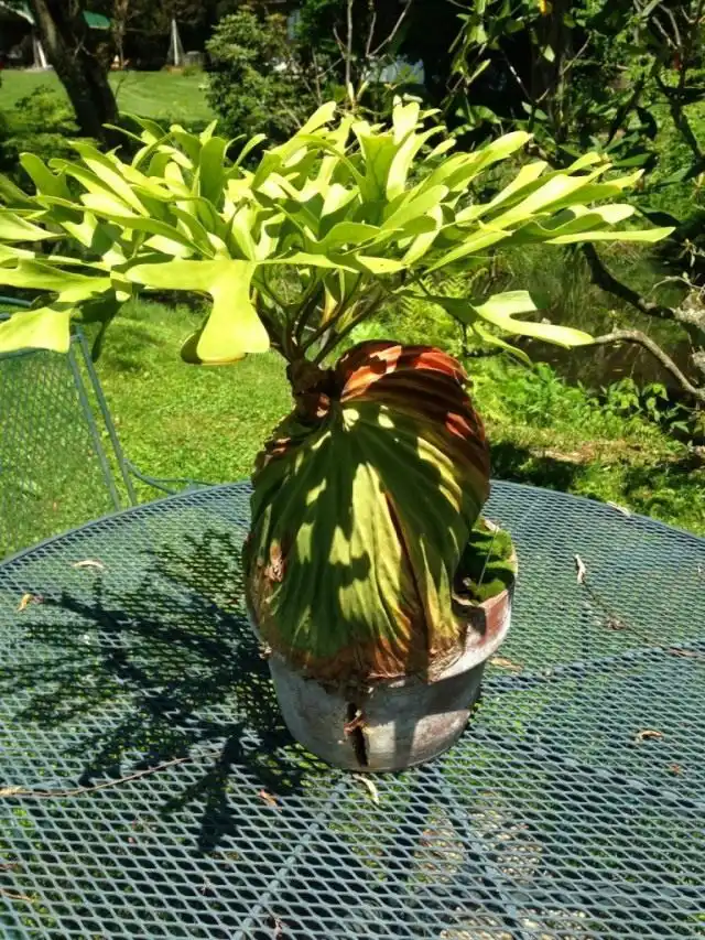 Платицериум (Platycerium)