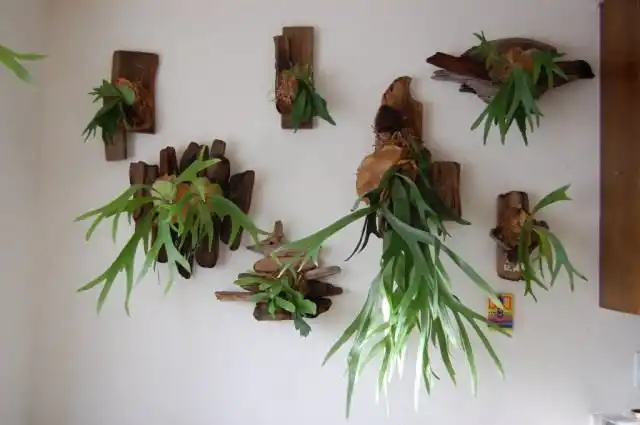 Платицериум оленерогий, или дваждывильчатый (Platycerium bifurcatum)