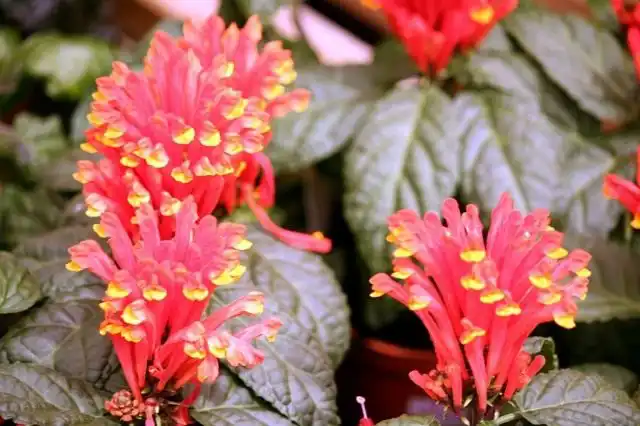 Скутеллярия коста-риканская, или Шлемник коста-риканский