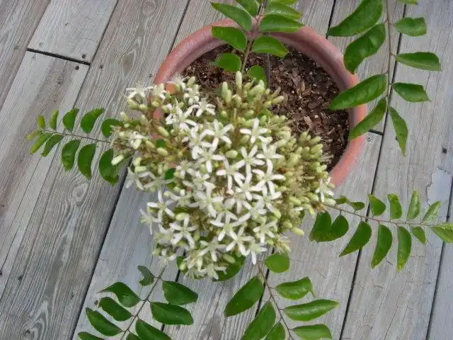 Муррайя Кёнига