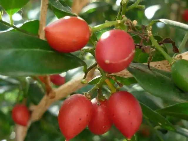 Плоды Муррайи метельчатой