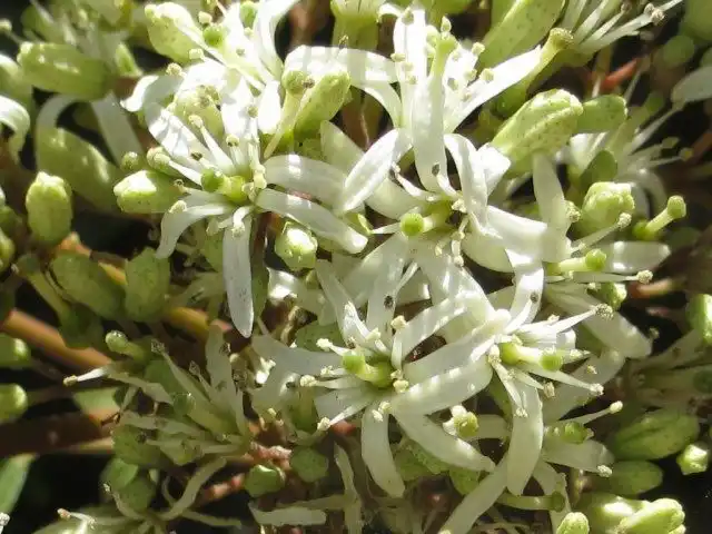 Цветки Муррайи Кёнига