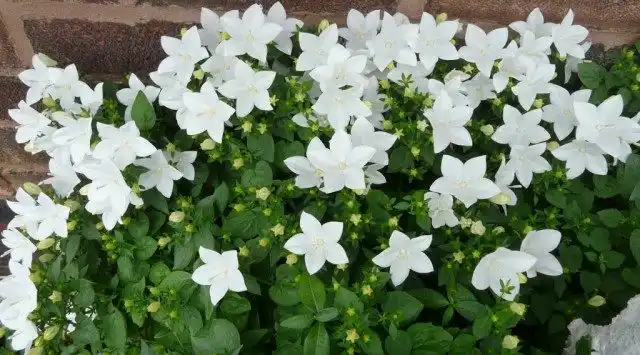 Колокольчик равнолистный (Campanula isophylla)