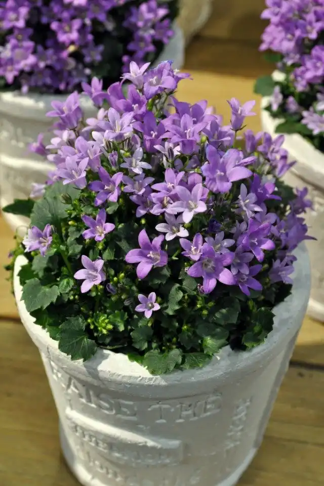 Колокольчик равнолистный (Campanula isophylla)