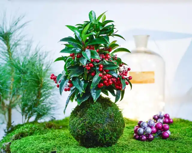 Кокедама (шарик из мха) с ардизией